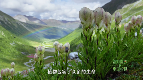 .The.Journey.of.Chinese.Plants.2019.E01.1080p.WEB-DL.H265.AAC-PTerWEB.mp4_20240422_170945.973.png