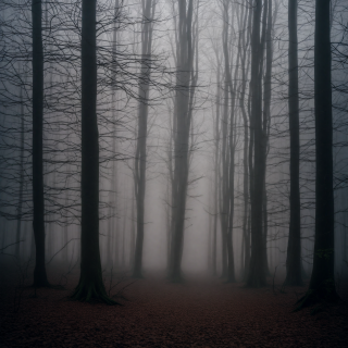 A-mysterious-forest-with-fog-and-eerie-light.