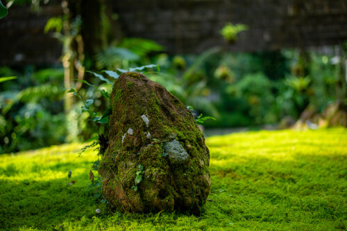 DSC_6593.jpeg