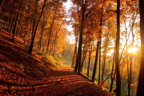 autumn-6690466_1280.jpeg